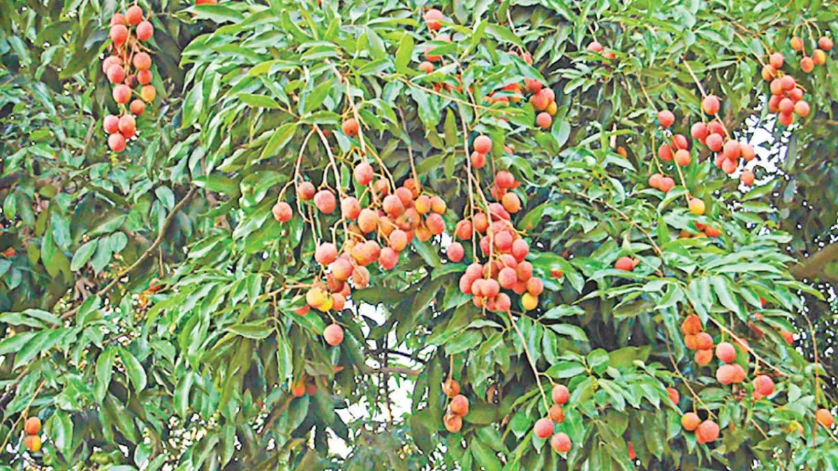 আগাম লিচুর ঘ্রাণে মুখর সোনারগাঁ, খরার ধাক্কা সামলে ৫ কোটি টাকা বিক্রির লক্ষ্যমাত্রা