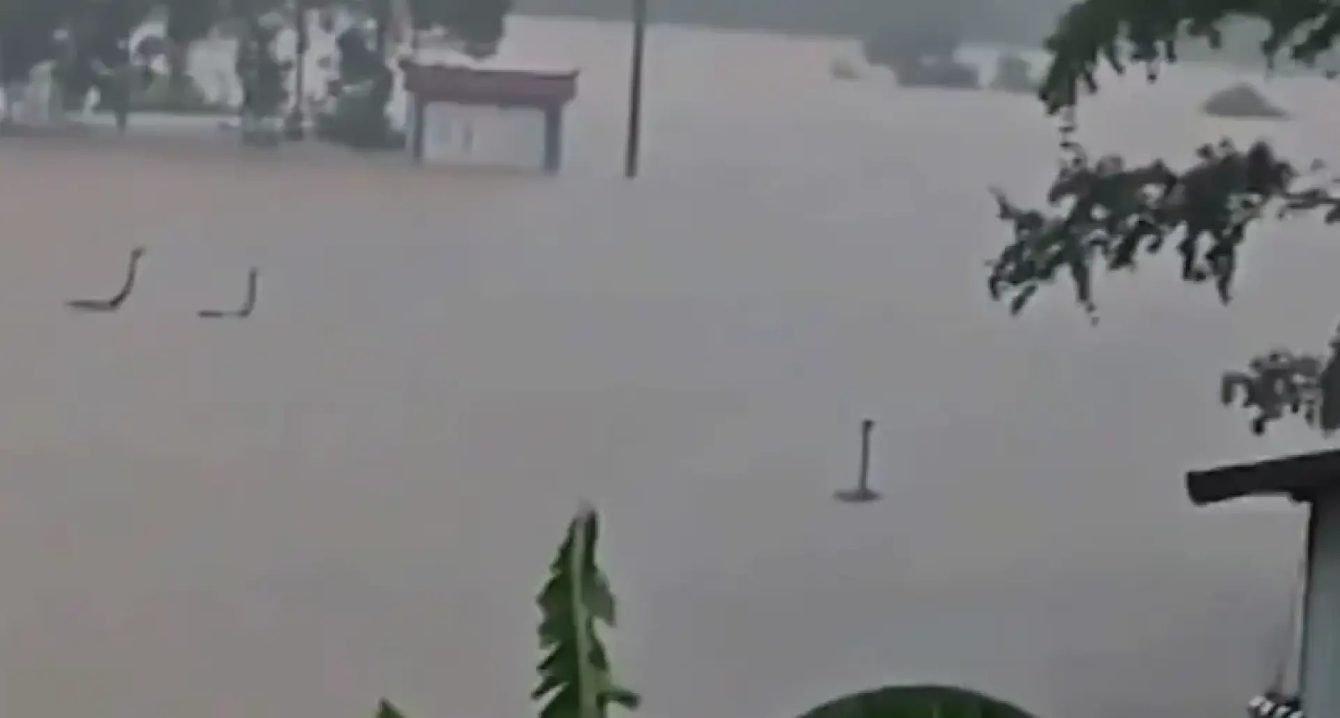 বন্যায় খামার থেকে পালিয়েছে শত শত সাপ, এলাকায় আতঙ্ক