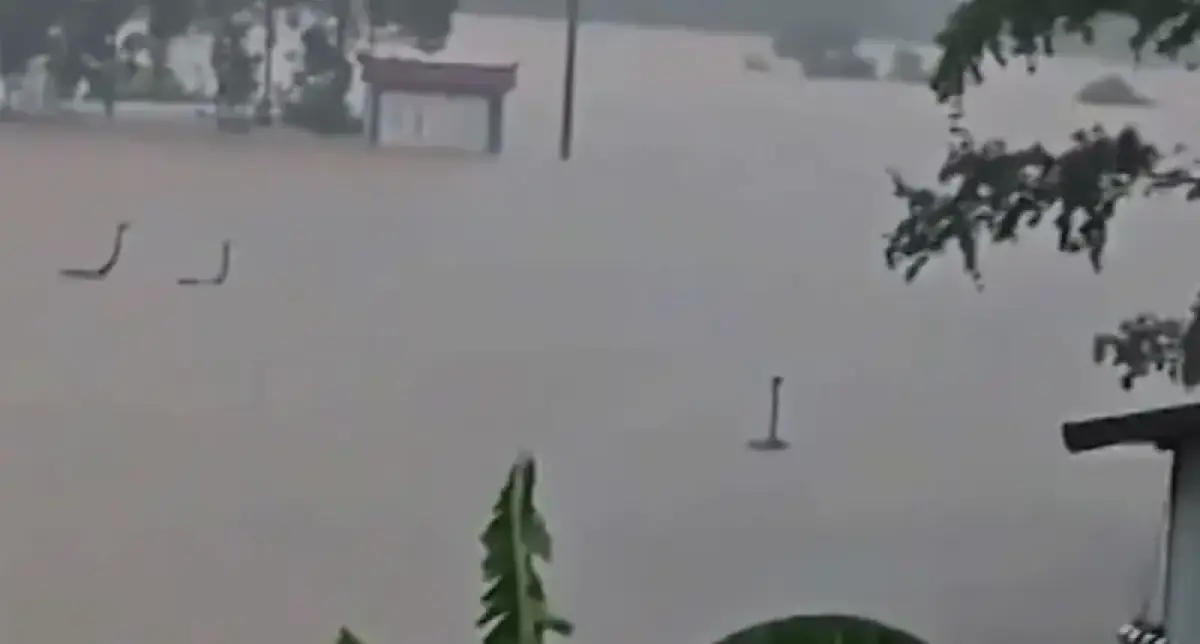 বন্যায় খামার থেকে পালিয়েছে শত শত সাপ, এলাকায় আতঙ্ক